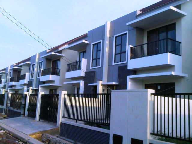 Cluster Aralia photo 4